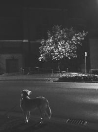 Dog on tree at night