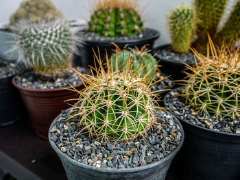 High angle view of succulent plants in pot