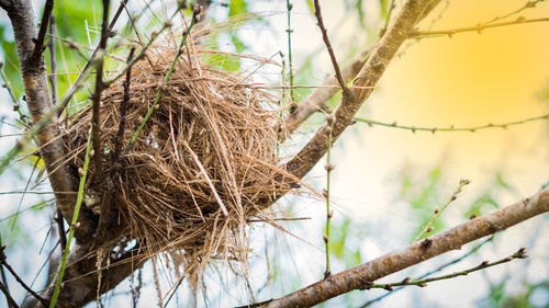 Close-up of bird nest on branch