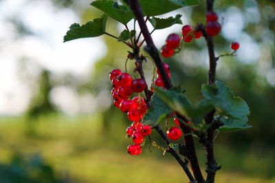 Close-up of red berries growing on tree