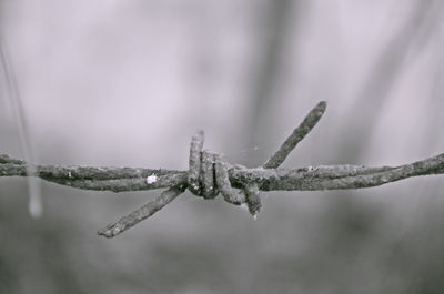 Close-up of frozen plant