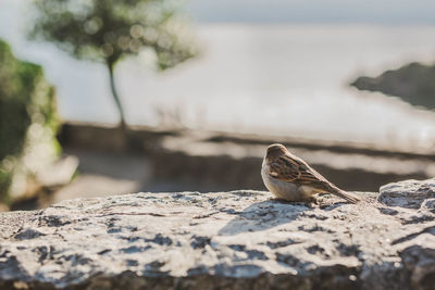 Close-up of bird perching on rock