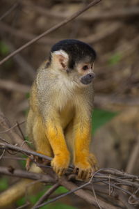 Head on closeup portrait of golden squirrel monkey saimiri sciureus sitting on branch bolivia.