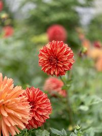 Close-up of red flower