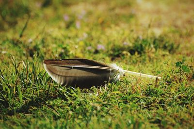 Close up of a feather laying in a open field with purple wildflowers growing in the background