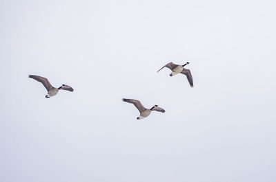 Low angle view of seagulls flying in sky