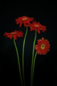 Close-up of orange flower against black background