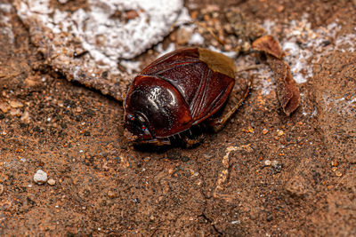 Close-up of insect