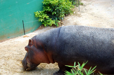Close-up of horse in water