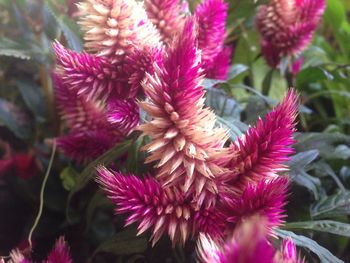 Close-up of pink flower