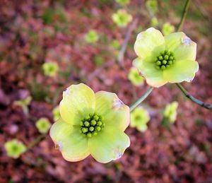 Close-up of flowers blooming