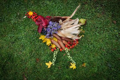 High angle view of multi colored flower on field