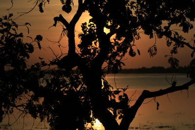 Silhouette tree by lake against sky during sunset