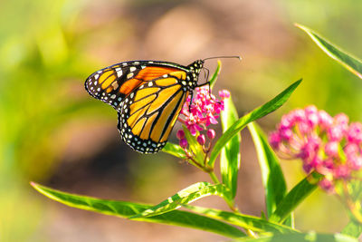 Close-up of butterfly pollinating on flower