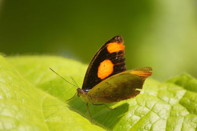 Butterfly on leaf