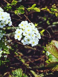 Close-up of yellow flowers growing on tree