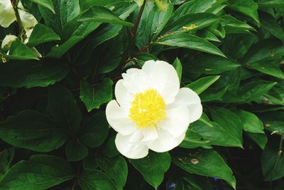 Close-up of white flowering plant