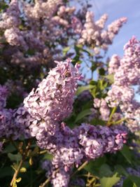 Close-up of pink flowering plant