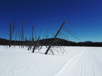 Bare trees on snow covered landscape against blue sky