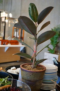 Close-up of potted plant on table