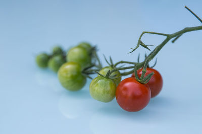 Close-up of cherries on tree