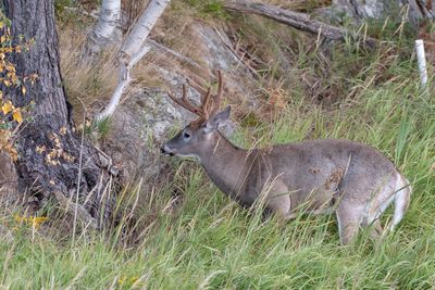 Deer in a forest