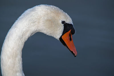 Close-up of swan in lake