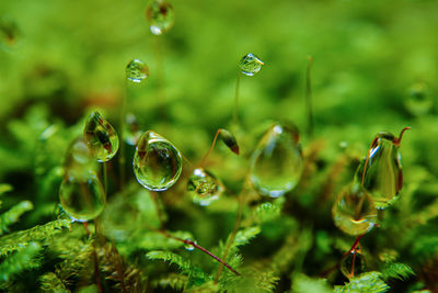 Close-up of water drops on plant