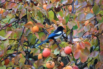 View of fruits on tree