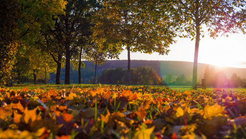 Scenic view of field against sky during autumn