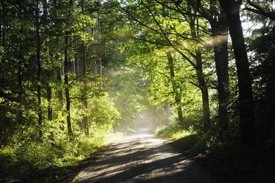 Road amidst trees in forest