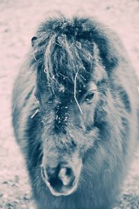 Close-up portrait of a horse