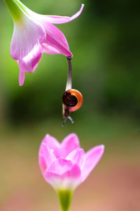 Close-up of honey bee on pink flower