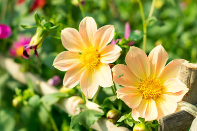 Close-up of white and yellow flowering plants in park