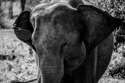 Close-up of elephant