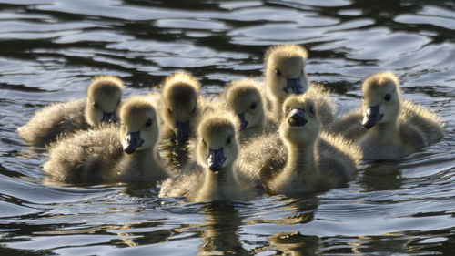 Ducks in lake