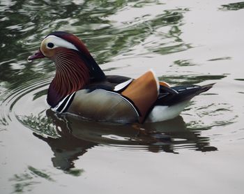 Duck swimming in lake