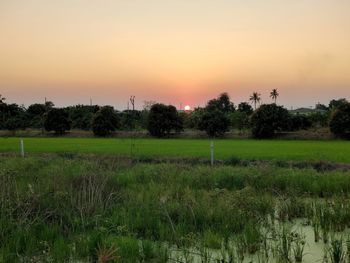 Scenic view of grassy field against sky during sunset