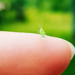 Close-up of insect on hand