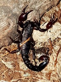 Close-up of insect on ground