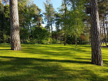 Trees in park