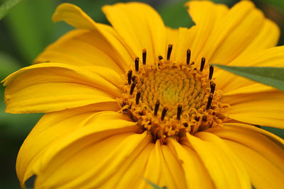 Close-up of yellow flower