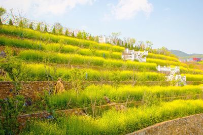 Scenic view of agricultural field against sky