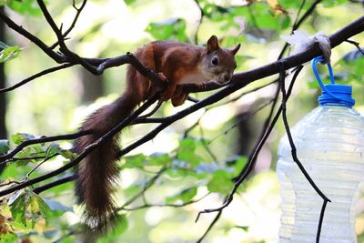 Low angle view of squirrel on tree