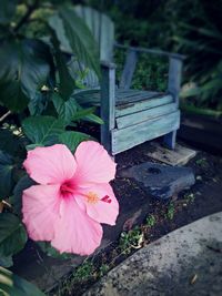 High angle view of pink hibiscus blooming outdoors