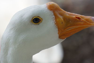 Close-up of a bird