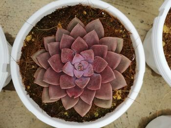 High angle view of potted plant on table