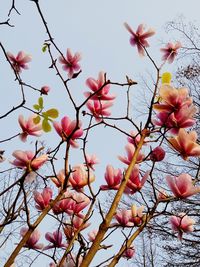 Low angle view of pink flowers