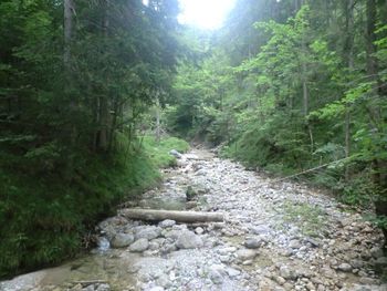 Narrow stream in forest