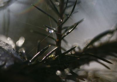 Close-up of spider on web